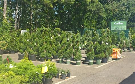 Pikes nursery near me - Heidrich's Colorado Tree Farm Nursery It's open Monday to Friday, from 8:00 a.m. to 5:00 p.m. and Saturday, from 9:00 a.m. to 5:00 p.m., and customers can find a wide range of trees, shrubs, perennials, and ornamental grasses as well as fertilizers, soil amendments, and planting supplies and tools.